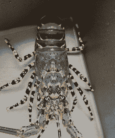 迷你锦绣龙虾怎么养殖