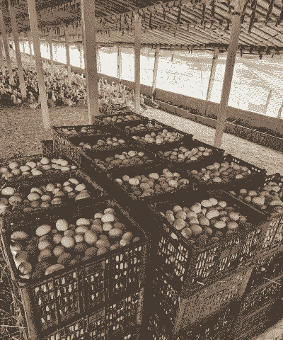 鸭子生蛋后怎么养殖