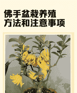 家中摆放佛手怎么养殖