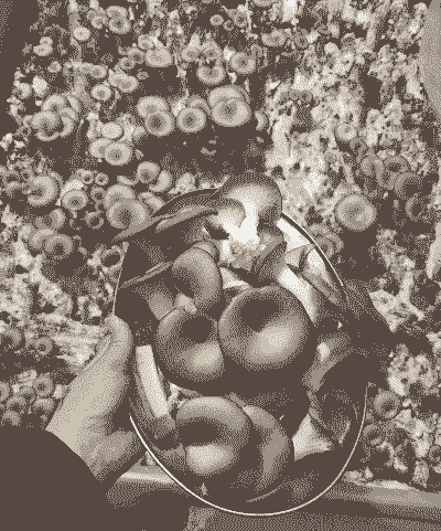 养蘑菇怎么养殖方法