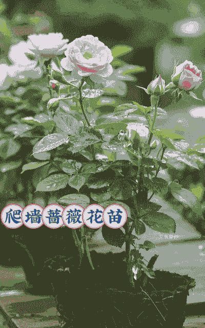藤本蔷薇怎么养殖
