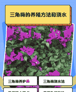 上海梅怎么养殖技术