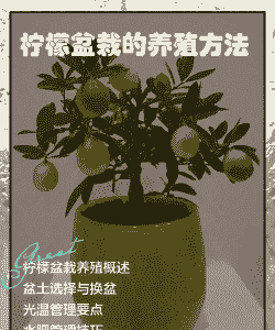 柠檬盆景怎么养殖方法