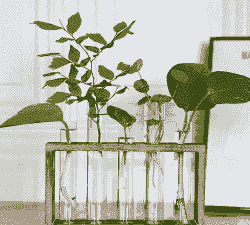 试管植物花怎么养殖