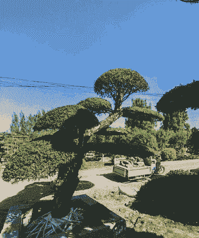 嫁接的白蜡怎么养殖