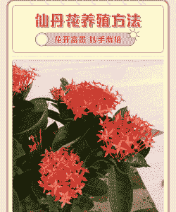 仙丹花怎么养殖方法