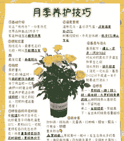 夏天温度38度月季怎么办