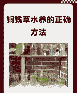 同钱草怎么养殖