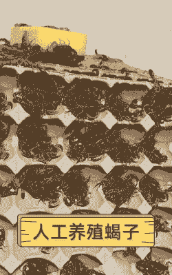 养殖蝎子怎么样