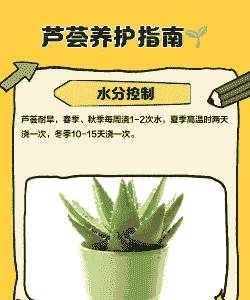 水培芦荟怎么养殖方法
