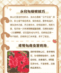 映山红花怎么养殖
