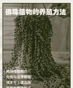 盆栽佛珠怎么养殖