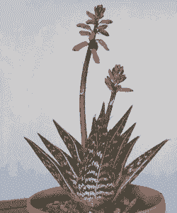 翠花掌怎么养殖