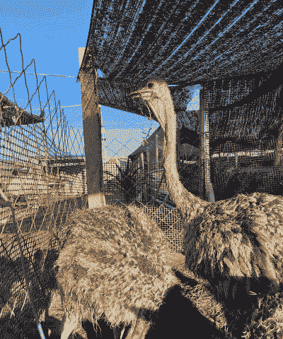 鸵鸟养殖怎么样