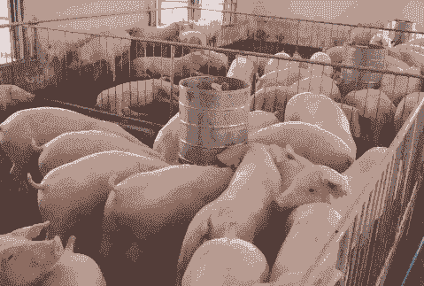 湖南种猪场有哪些