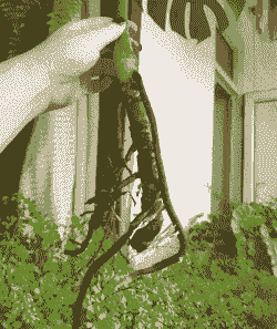 水培生根后怎么养殖