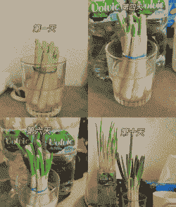 发芽的葱头怎么养殖