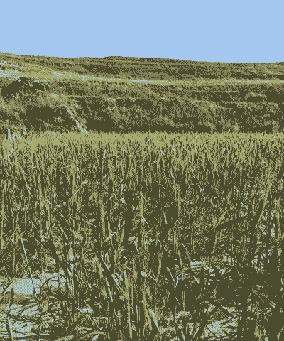 干旱后小麦怎么养殖