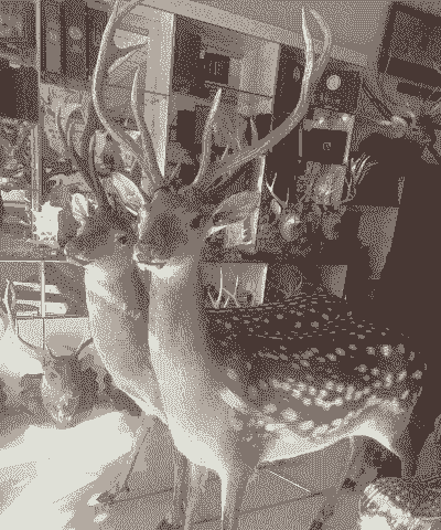 养殖鹿头怎么卖