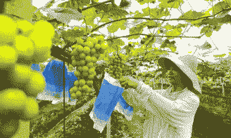 葡萄采摘后怎么养殖