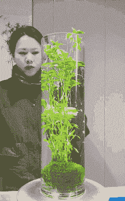 西洋珠怎么养殖方法