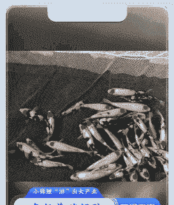 上海锦鲤鱼怎么养殖