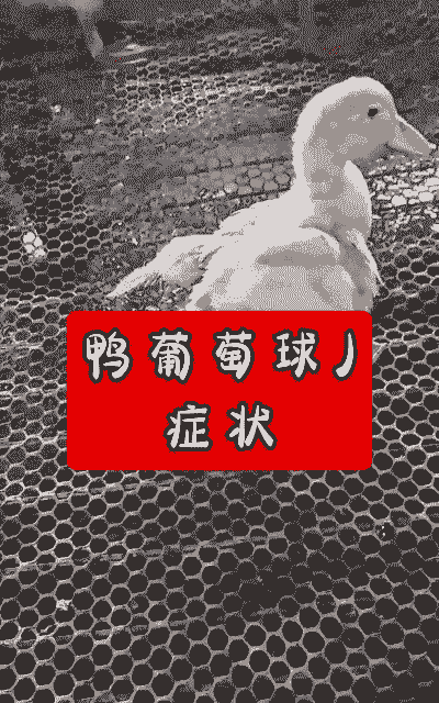 鸭子生病怎么养殖的