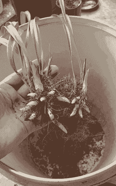 兰花小苗冬天怎么养殖