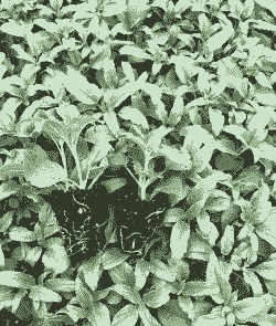 湖南鼠尾草小苗怎么养殖