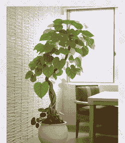 武汉榕树冬天怎么养殖