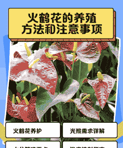 火鹤花如何饲养
