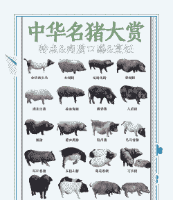 猪有多少种类型