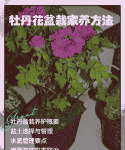 潮州牡丹怎么养殖的