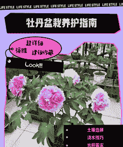 水牡丹怎么养殖方法