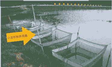 网箱养龙虾怎么养殖