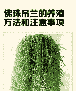 佛珍珠吊兰怎么养殖