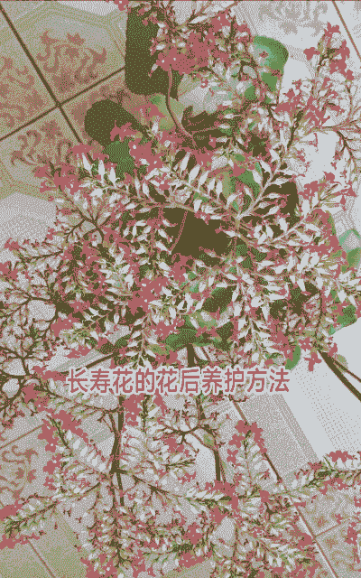 长寿花谢后怎么养殖