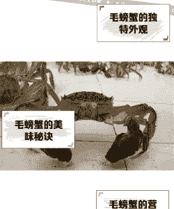 毛蟹怎么养殖生长速度