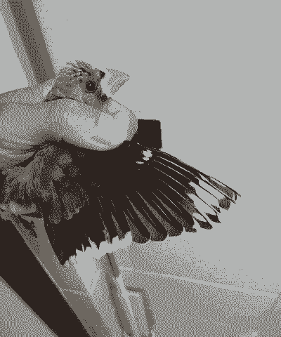 家里怎么养殖蜜蜡鸟