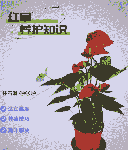 养殖红掌怎么过冬