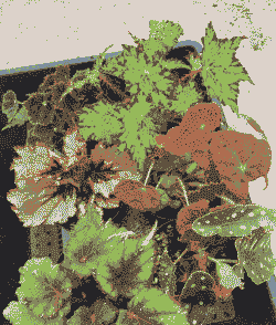 观叶海棠怎么养殖