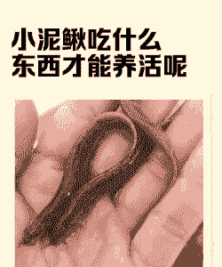 养殖的泥鳅怎么捞