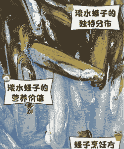 蛏子有污泥怎么养殖