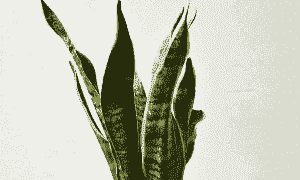 金边令箭怎么养殖