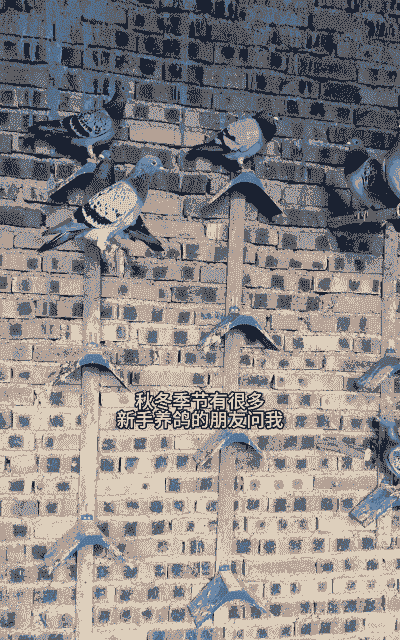 仙女观赏鸽怎么养殖