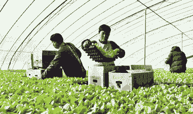 蔬菜大棚冬季怎么养殖