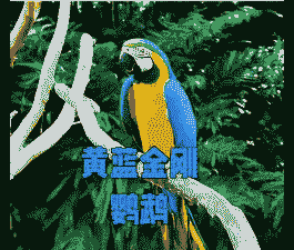 金刚鹦鹉怎么定制养殖