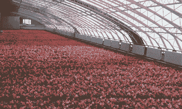 大棚种花卉怎么养殖