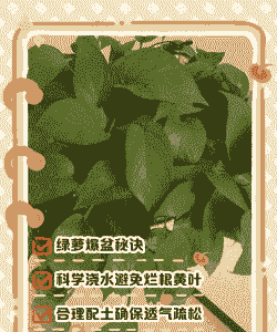 绿萝兰怎么养殖