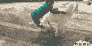 山羊猴子怎么养殖的